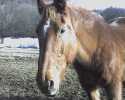 Pferd Wanja (Hessisches Warmblut, 1979, von Wanfried)