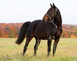 broodmare Alice (Hessian Warmblood, 1996, from Aargau)