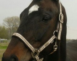 broodmare Altaria xx (Thoroughbred, 1996, from Czaravich xx)