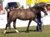 Dressurpferd Wasabi N (Mecklenburger, 2006, von Wind Dancer)