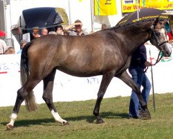 dressage horse Wasabi N (Mecklenburg, 2006, from Wind Dancer)