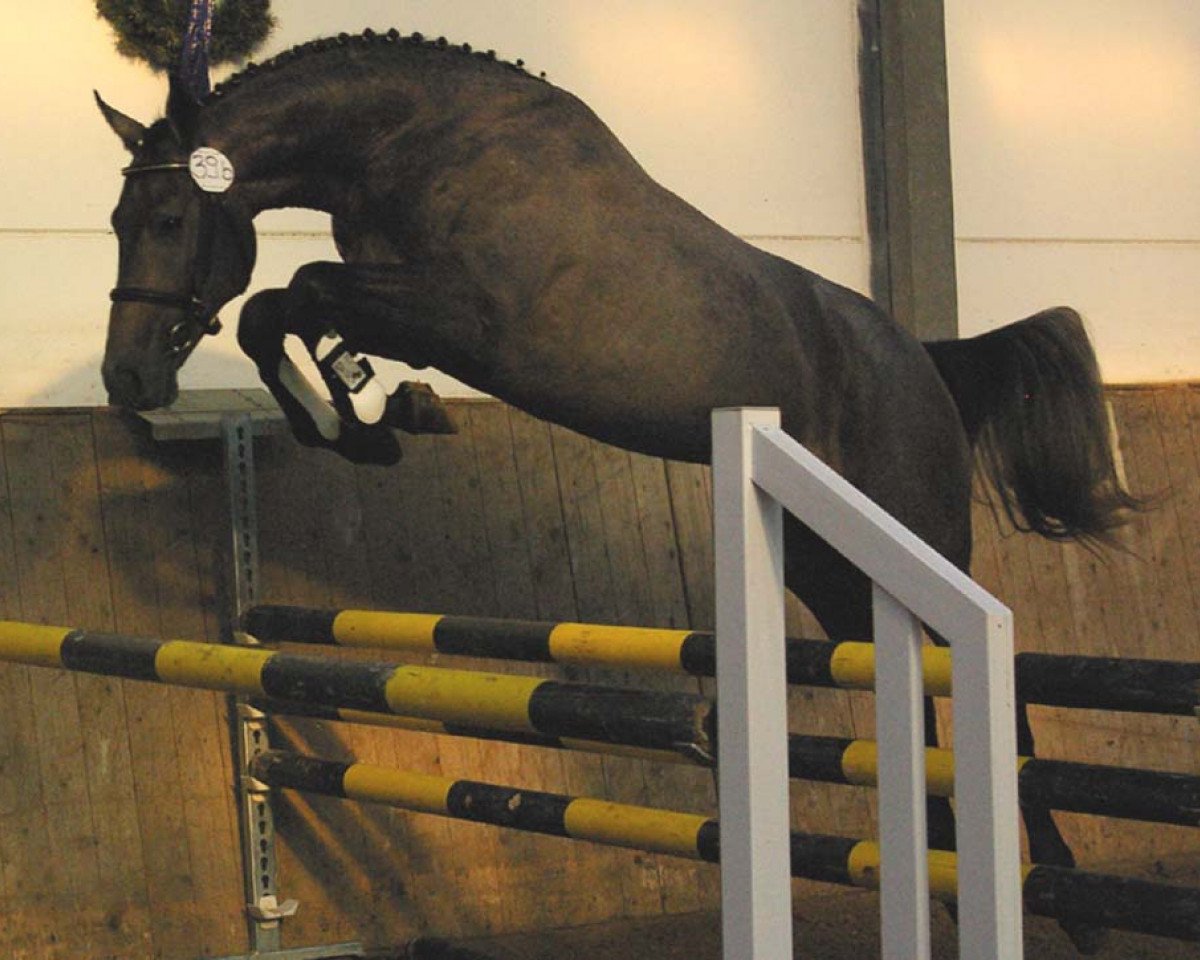 Springpferd Claudius Rex (Holsteiner, 2005, von Cassini II)