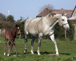 broodmare Serenade (Oldenburg, 1994, from Sandro)