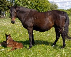 broodmare Chery (Hanoverian, 1988, from Charmeur)