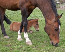 broodmare Dulcia (Oldenburg, 1995, from Cordeur)