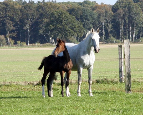 Zuchtstute Lantana VI (Holsteiner, 1996, von Riverman)