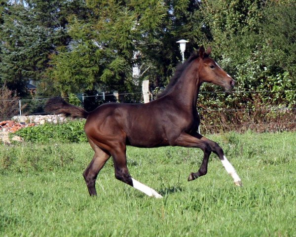 broodmare Forest Lady (Holsteiner, 2010, from For Ever Jump)