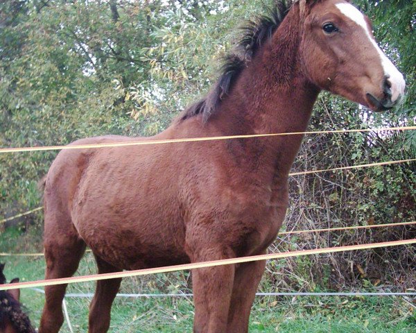 dressage horse Carlos (German Sport Horse, 2006, from Careras)