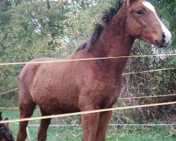 Dressurpferd Carlos (Deutsches Sportpferd, 2006, von Careras)