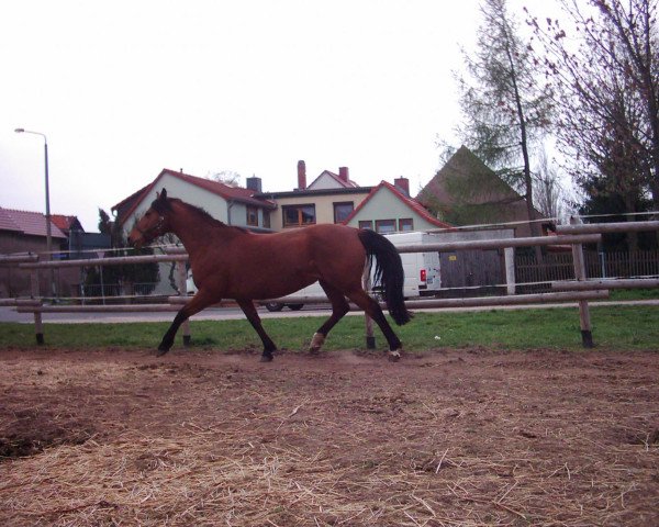 broodmare Mona Lisa (Sachse, 1997, from Carus)