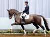 dressage horse Feine Lady 18 (Westphalian, 2008, from San Schufro)