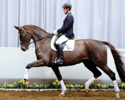 dressage horse Feine Lady 18 (Westphalian, 2008, from San Schufro)