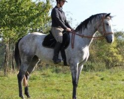 horse Galina (German Sport Horse, 2006, from Royaldik)