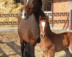 broodmare Heiderose (Oldenburg, 1998, from Lordanos)