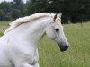 dressage horse Disney 55 (German Riding Pony, 1995)