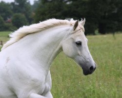 dressage horse Disney 55 (German Riding Pony, 1995)