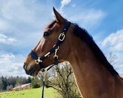 dressage horse Ferro 188 (KWPN (Royal Dutch Sporthorse), 2010, from Voice)