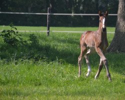 dressage horse Seven (Hanoverian, 2022, from So Perfect)