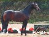stallion Radjah Z (Oldenburg, 1985, from Ramiro Z)