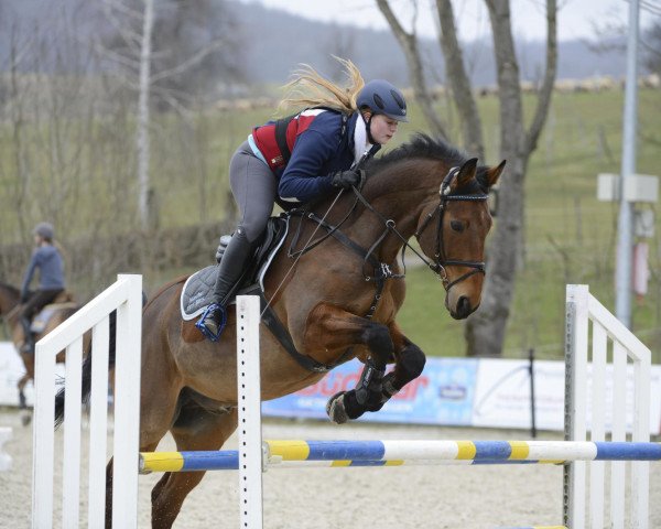 Springpferd Macho des Bles (Selle Français, 2000, von As de la Crasne)