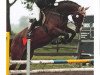 dressage horse Cynid B (Hanoverian, 2002, from Charon)