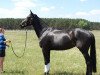 broodmare Cheyenne P (Hanoverian, 2001, from Carbid 3)