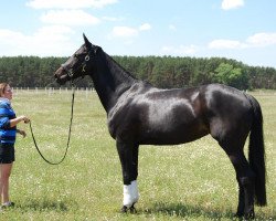 broodmare Cheyenne P (Hanoverian, 2001, from Carbid 3)