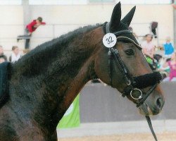 Pferd Leopold (Hessisches Warmblut, 1991, von Leancon)