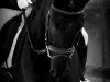 dressage horse Black Jack (German Riding Pony, 2009, from Bon Jovi)