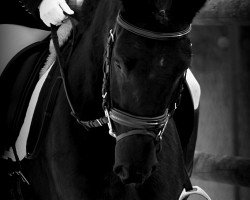 dressage horse Black Jack (German Riding Pony, 2009, from Bon Jovi)