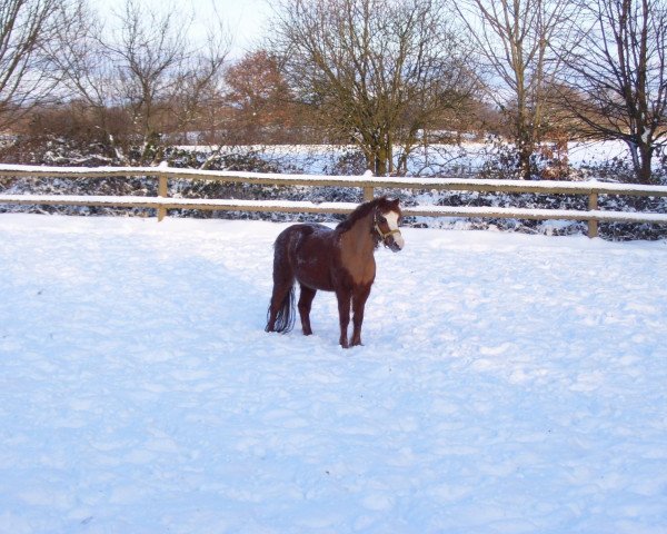 horse Cara (Welsh-Pony (Section B), 1993, from Trefoil Talisman)