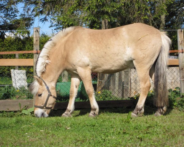 Pferd Hobbit (Fjordpferd, 2000, von Hjell)