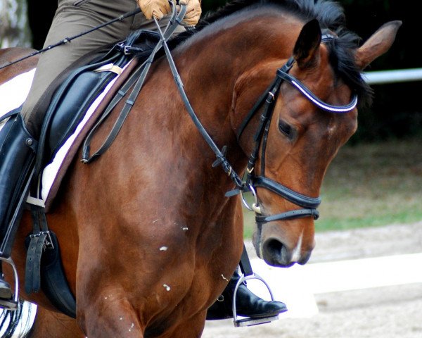 jumper Cosima (Holsteiner, 2005, from Cosimo)