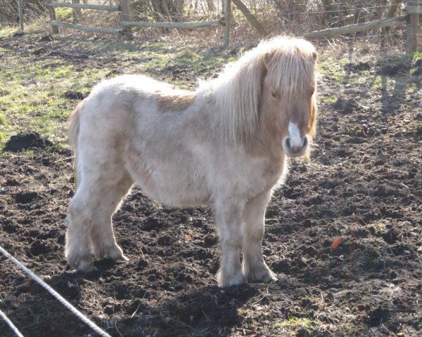 Pferd Schalenburgs Xandor (Shetland Pony, 2011, von Xander v.d. Bekke)