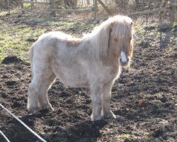 horse Schalenburgs Xandor (Shetland Pony, 2011, from Xander v.d. Bekke)