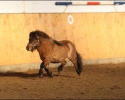 jumper Schalenburgs Tamino (Shetland Pony, 2010, from Schalenburgs Twister)