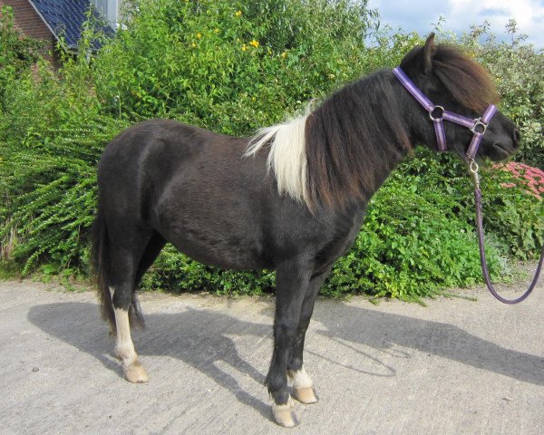 Zuchtstute Darwinia von der Haner Au (Shetland Pony, 2012, von Vitus von der Ostsee)