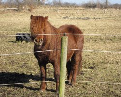 Pferd Zebes Voldemort (Shetland Pony, 2009, von Valjoscha von der Ostsee)