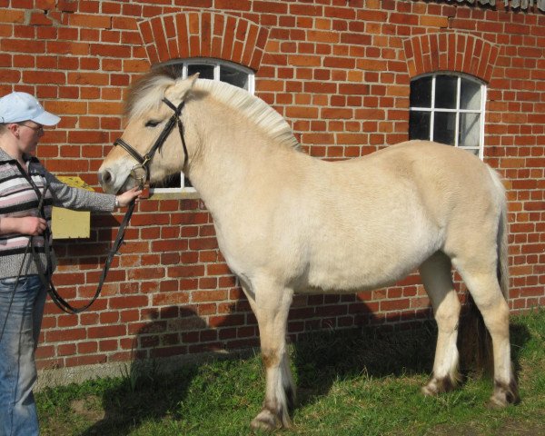 Zuchtstute Runafjord (Fjordpferd, 2007, von Hermanto N.2711)