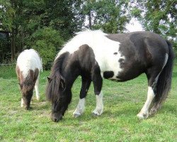 Zuchtstute Ocean vom Schauenstein (Shetland Pony, 2007, von Vox Silbersee)