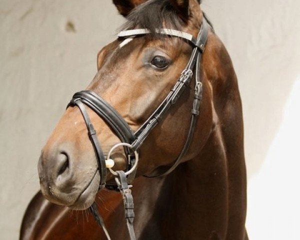 dressage horse Barletta (Westphalian, 2006, from Belissimo NRW)