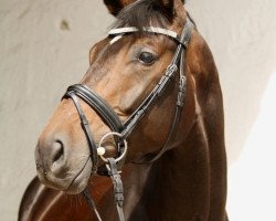 dressage horse Barletta (Westphalian, 2006, from Belissimo NRW)