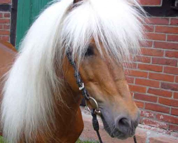 stallion Winnetou vom Beikel (Dt.Part-bred Shetland pony, 1990, from Whymper I)