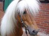 Deckhengst Winnetou vom Beikel (Dt.Part-bred Shetland Pony, 1990, von Whymper I)