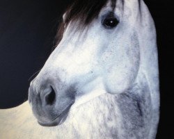 Springpferd Irish Diamond 4 (Irish Sport Horse, 2001, von All The Diamonds)