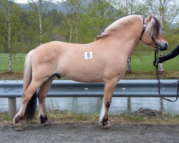 stallion Torstuens Eld (Fjord Horse, 2017, from Hildmann N.2695)