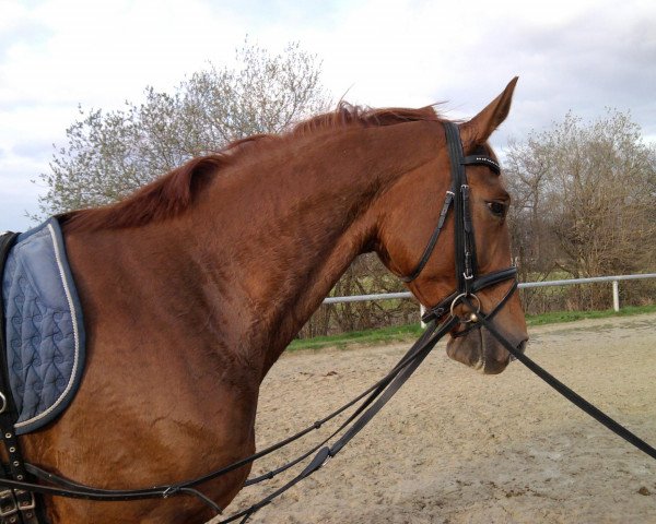 dressage horse Mustax Roncalli (Hanoverian, 2006, from Rotspon)