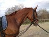 dressage horse Mustax Roncalli (Hanoverian, 2006, from Rotspon)