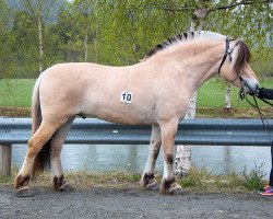 Pferd Pinsti Lindar (Fjordpferd, 2018, von Alme Baronen)