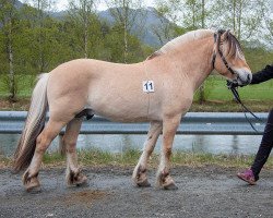 horse Jakobgardens Hillmann (Fjord Horse, 2018, from Hildmann N.2695)